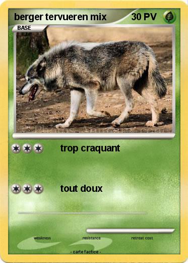Pokemon berger tervueren mix
