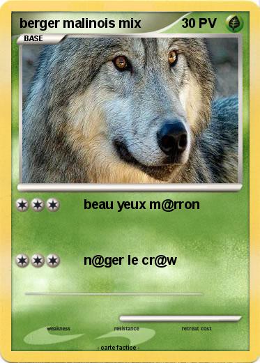 Pokemon berger malinois mix