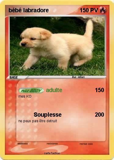 Pokemon bébé labradore