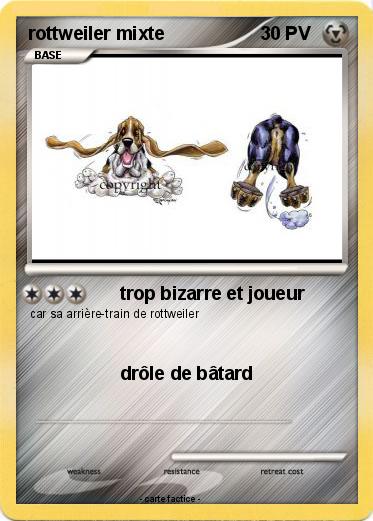 Pokemon rottweiler mixte