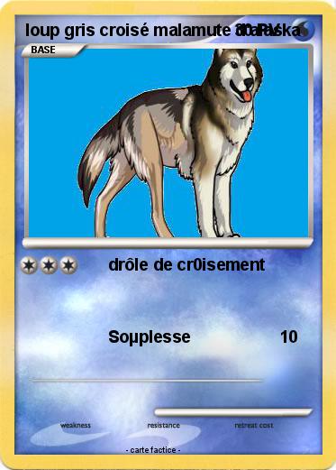 Pokemon loup gris croisé malamute d'alaska