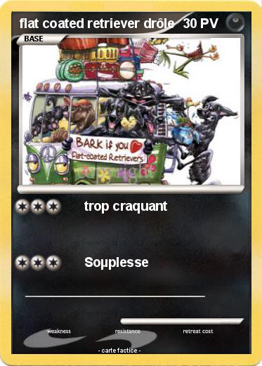 Pokemon flat coated retriever drôle