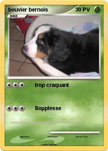 Pokemon bouvier bernois