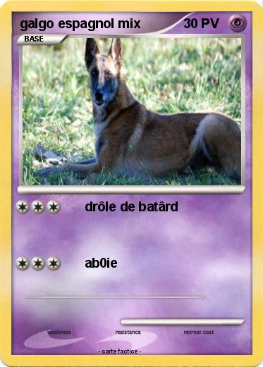 Pokemon galgo espagnol mix