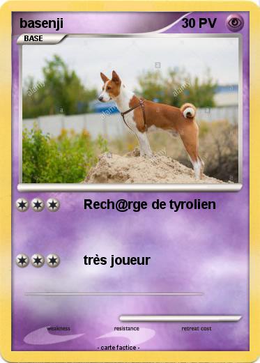 Pokemon basenji