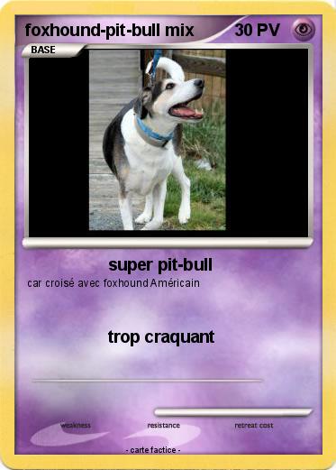 Pokemon foxhound-pit-bull mix