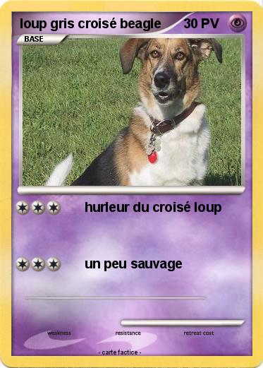 Pokemon loup gris croisé beagle