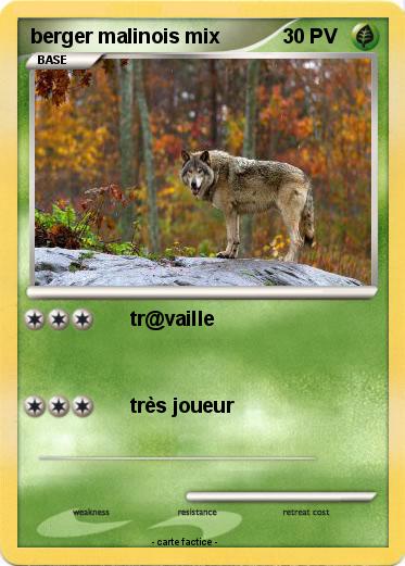 Pokemon berger malinois mix