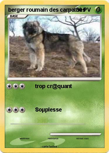 Pokemon berger roumain des carpathes