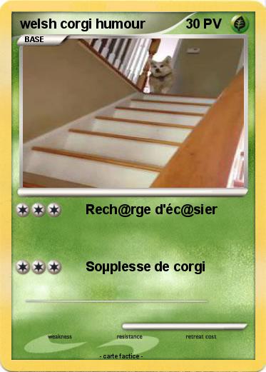 Pokemon welsh corgi humour
