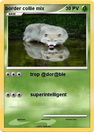 Pokemon border collie mix