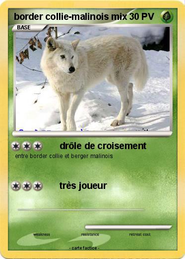 Pokemon border collie-malinois mix