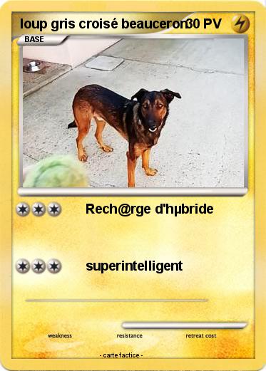 Pokemon loup gris croisé beauceron