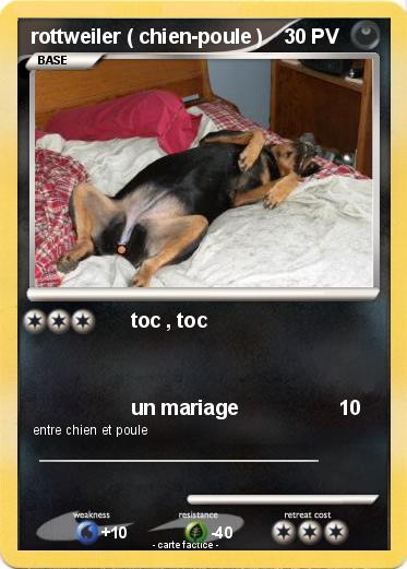 Pokemon rottweiler ( chien-poule )