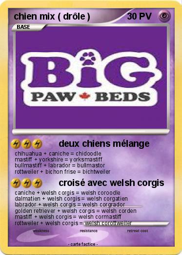 Pokemon chien mix ( drôle )