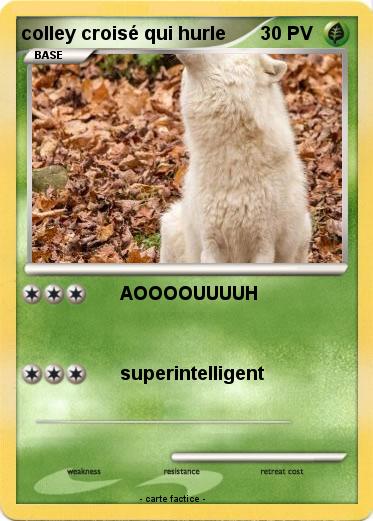 Pokemon colley croisé qui hurle