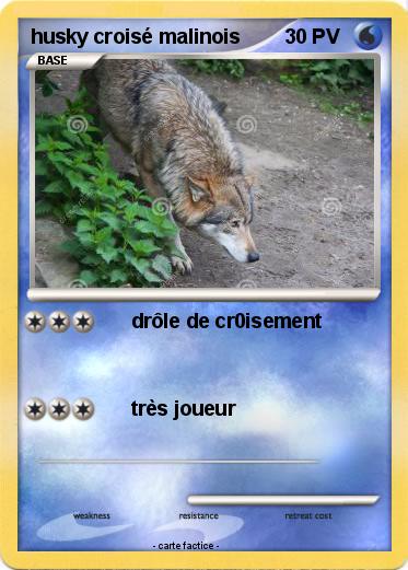 Pokemon husky croisé malinois
