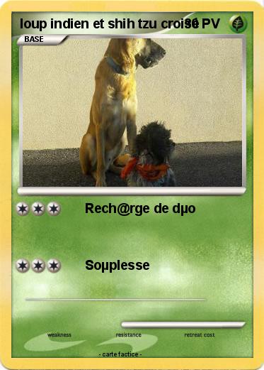 Pokemon loup indien et shih tzu croisé