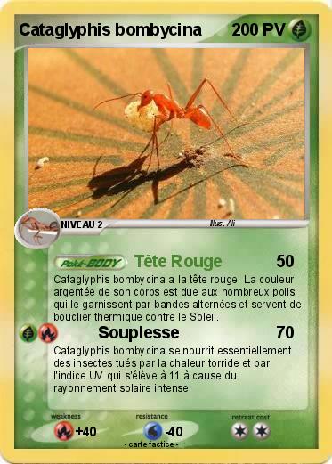Pokemon Cataglyphis bombycina