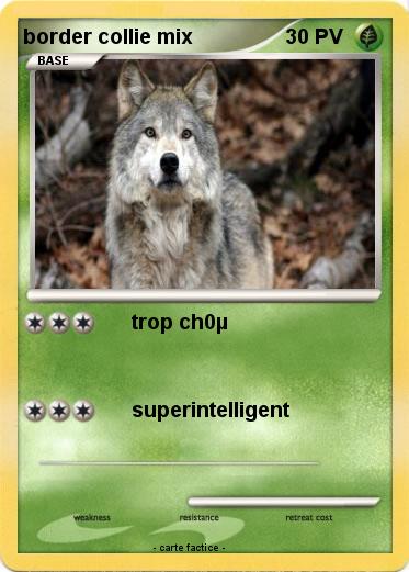 Pokemon border collie mix