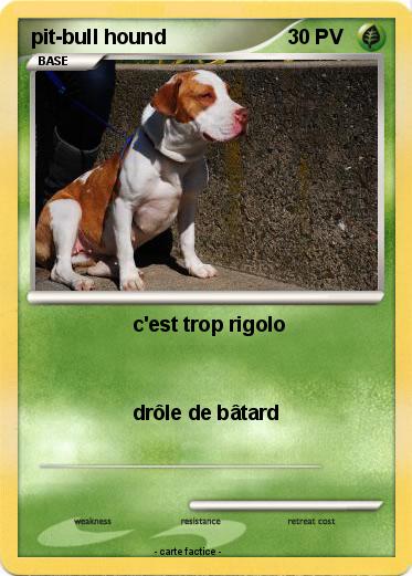Pokemon pit-bull hound
