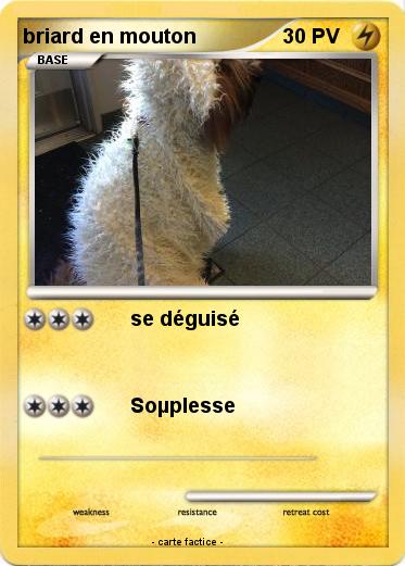 Pokemon briard en mouton
