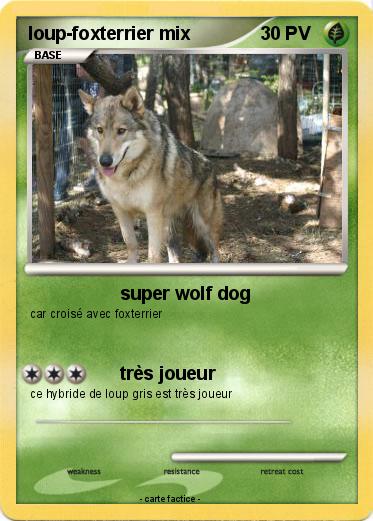 Pokemon loup-foxterrier mix