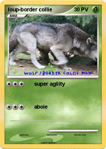 Pokemon loup-border collie