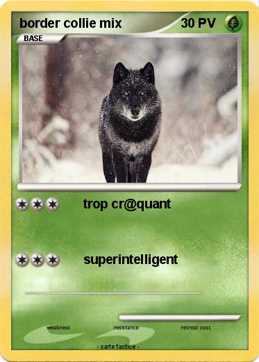 Pokemon border collie mix