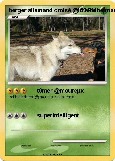 Pokemon berger allemand croisé @ime doberman