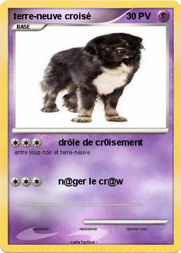 Pokemon terre-neuve croisé