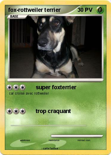 Pokemon fox-rottweiler terrier