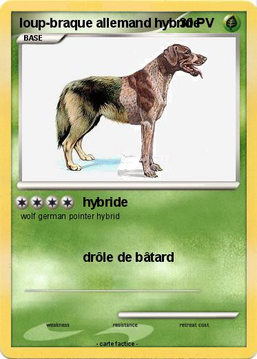 Pokemon loup-braque allemand hybride