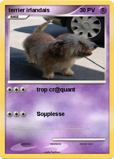 Pokemon terrier irlandais