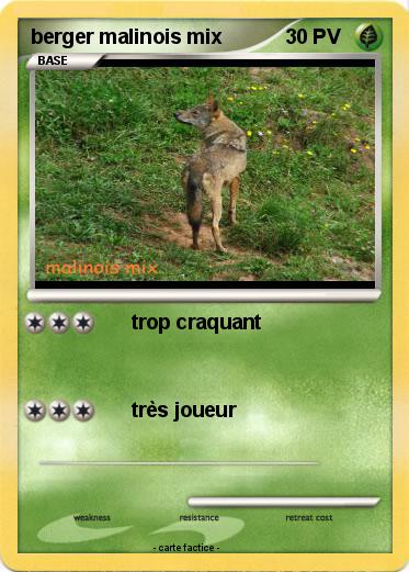 Pokemon berger malinois mix