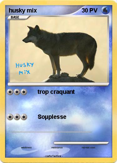 Pokemon husky mix