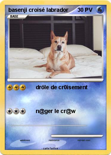 Pokemon basenji croisé labrador