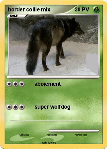 Pokemon border collie mix