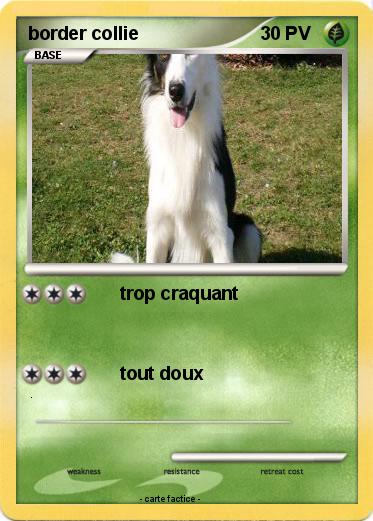 Pokemon border collie