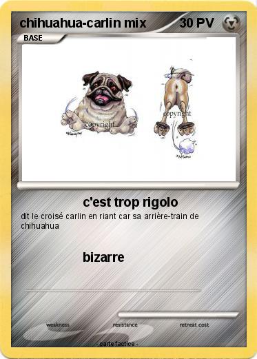 Pokemon chihuahua-carlin mix