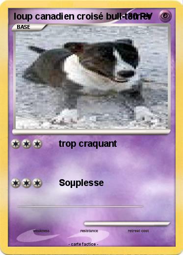 Pokemon loup canadien croisé bull-terrier