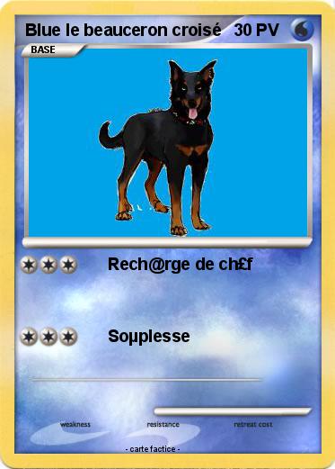 Pokemon Blue le beauceron croisé