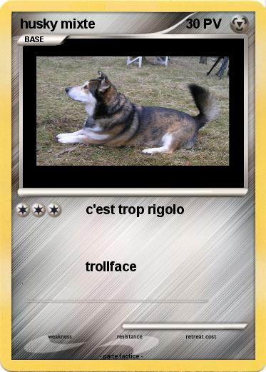 Pokemon husky mixte