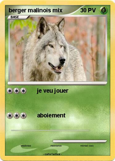 Pokemon berger malinois mix