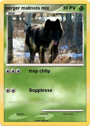 Pokemon berger malinois mix