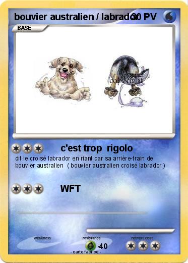 Pokemon bouvier australien / labrador