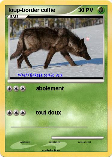 Pokemon loup-border collie