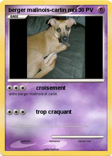 Pokemon berger malinois-carlin mix
