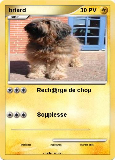 Pokemon briard