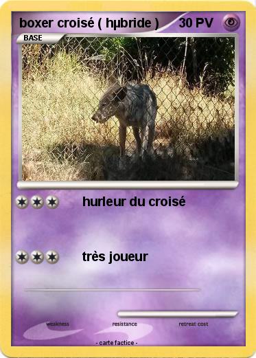 Pokemon boxer croisé ( hµbride )